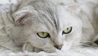 OnlyFans盘点：热点事件3种类型，网红上榜理由疯狂令人争议四起